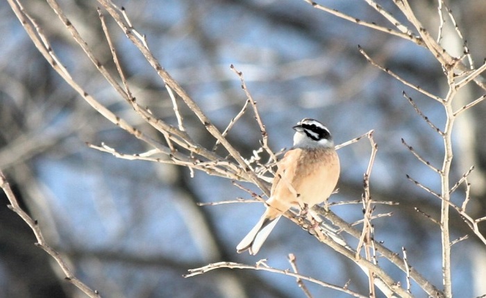 厳しい寒さと風雪が続く冬という季節。自然が人間に与えたこの試練の季節の終りに見る野鳥(ホオジロ)の姿に春の季節の到来を感じた朝でした(2026年3月19日)。