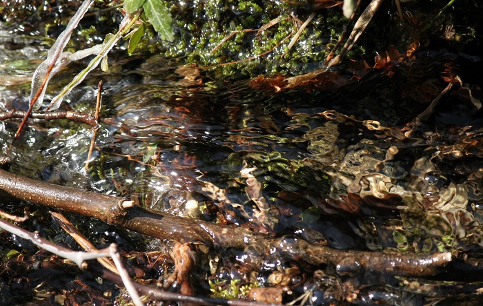 最奥の山村・檜枝岐村では、ふと少し移動しただけでも、このような本当に澄んだ清らかな清流に出会います(2026年3月19日)。