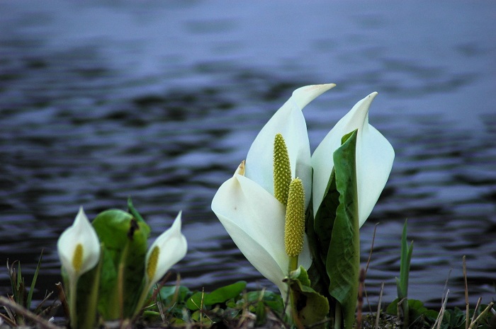 大雪に見舞われた2025年の冬。雪解けの頃に始まりを迎えた、檜枝岐村の水芭蕉の光景です(2025年4月26日)。