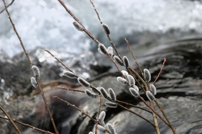 ユビソヤナギが春の訪れを告げているような光景は、渓流のそばでよく見られます（２０２６年３月２９日）。