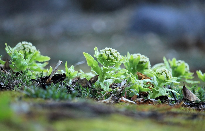 小雪の冬から続く雪解けの中で、マグサブロー(フキノトウ）の輝きは素晴らしい春の輝きでした（２０２６年４月３日）。