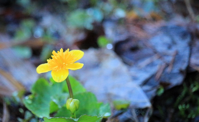 早朝のミニ尾瀬公園内の散歩で出会った、リュウキンカの光景です。ミニ尾瀬公園内は高山植物の開花がとても早いので、季節の先取りといったところですが、本当に多くの可憐な花々に出会います（２０２６年４月３日）。