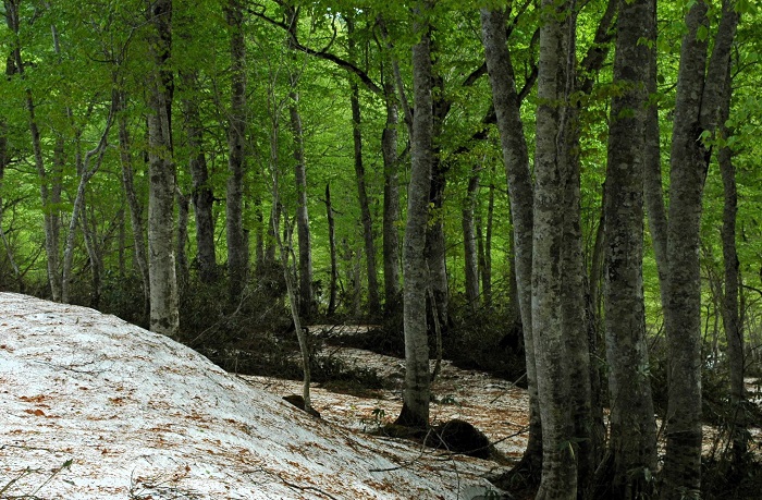 残雪残る尾瀬ブナ平にて、ブナの原生林の新緑の光景を望んで（２０２５年５月２６日）。
