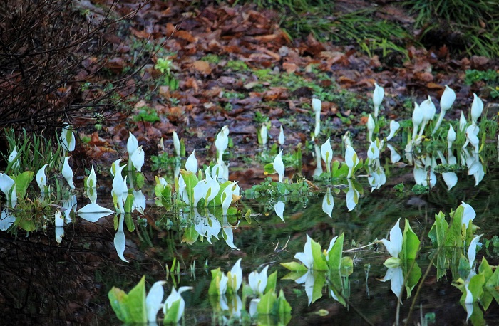 一足早く、水芭蕉の季節を迎えたミニ尾瀬公園にて（２０２６年４月６日)。