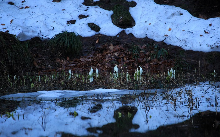 残雪残るミニ尾瀬公園でしたが、今年は、雪解けがとても早い春でした（２０２６年４月６日)。