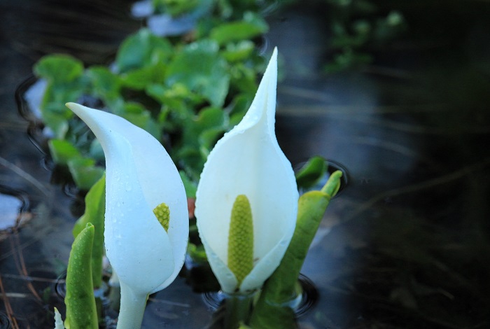 綺麗な純白の色合いを魅せる水芭蕉。檜枝岐村の春の自然の象徴です(２０２６年４月６日)。