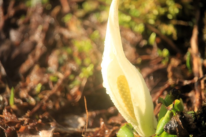今年も、水芭蕉の季節が始まりを迎え始めた頃にて（２０２６年４月６日)。