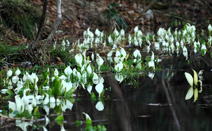 約１０日後に訪れたミニ尾瀬公園では、水芭蕉がさらに広がりを見せておりました（２０２６年４月１５日)。