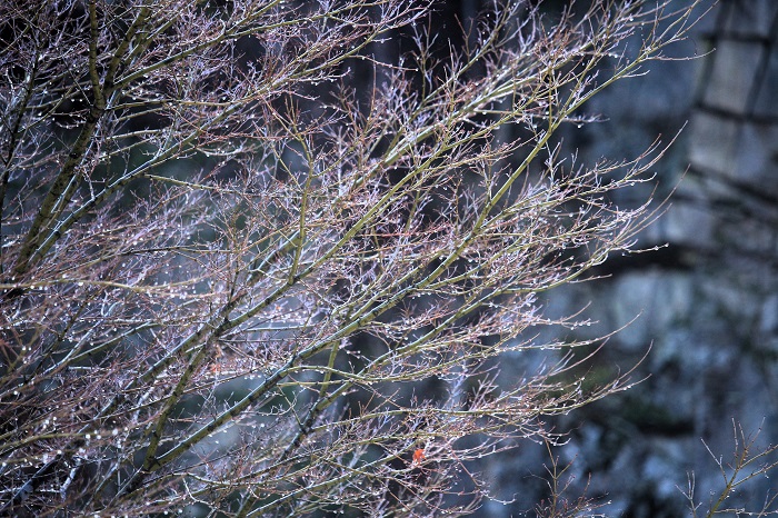 屏風岩では、桜の木の芽吹きの色合いが変わり始めていて綺麗な春の芽吹きの光景が見られました（２０２６年４月６日)。