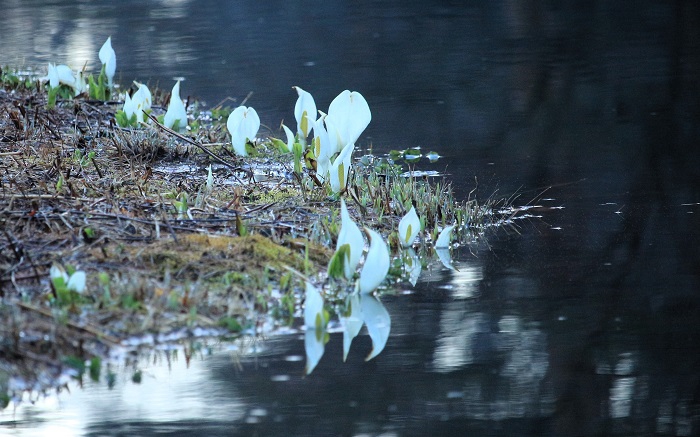 水辺に咲き広がる水芭蕉の光景は、尾瀬国立公園内で見ても、このミニ尾瀬公園で見ても、本当に美しく綺麗です(２０２６年４月６日)。