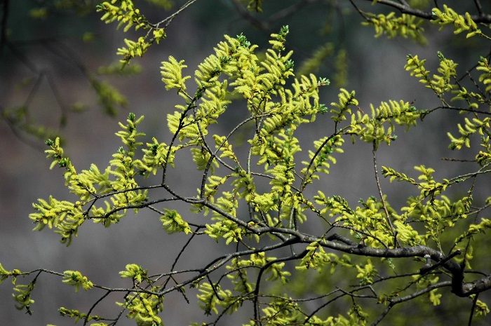 ４月中旬、ヤナギの木の新緑の光景が見られ始めました（２０２６年４月１５日）。