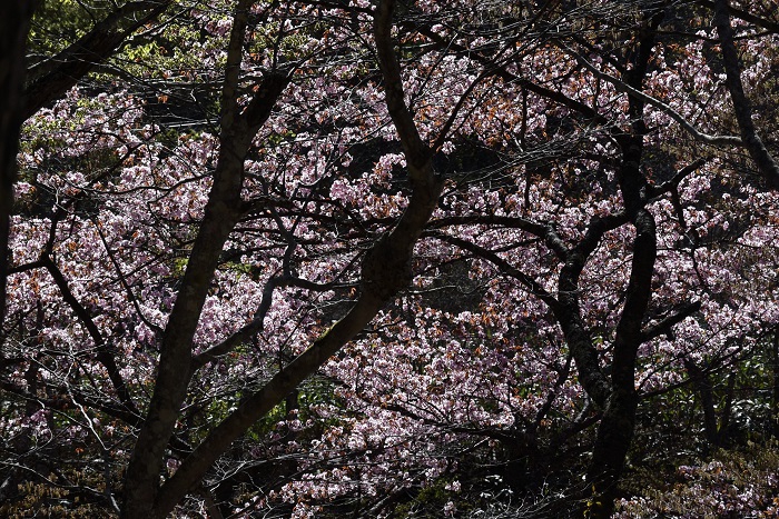 今年の春は、桜の開花が本当に早くて驚きでした（２０２６年４月２２日）。