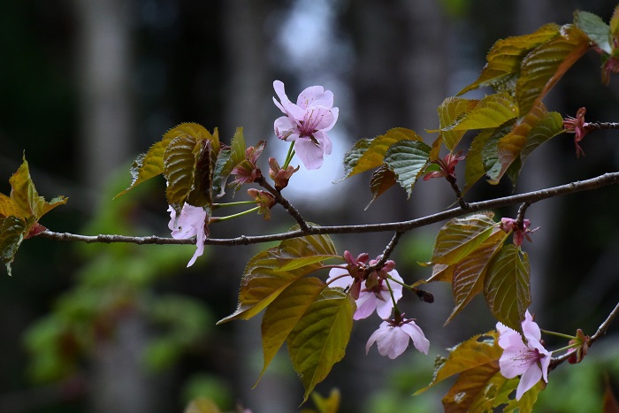 山菜採りの途中で出会った山桜の姿です（２０２６年４月２２日）。