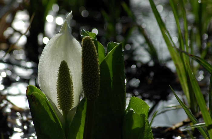 雪解け水は少し少ないようでしたが、水芭蕉の輝きは素晴らしいものがありました（２０２６年４月２４日）。