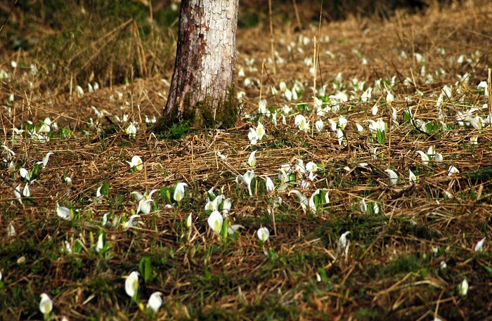 尾瀬沼などの標高の高い湿原内で見る水芭蕉の美しさはまた格別です（檜枝岐村村内の標高の低い場所にて・２０２６年４月２４日）。