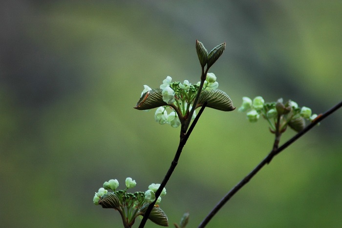 オオカメノキの純白の花々が美しい春の季節の到来を告げているようでした（２０２６年４月２４日）。