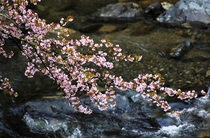 桜の開花が本当に早かった今年の春でした（２０２６年４月２４日）。