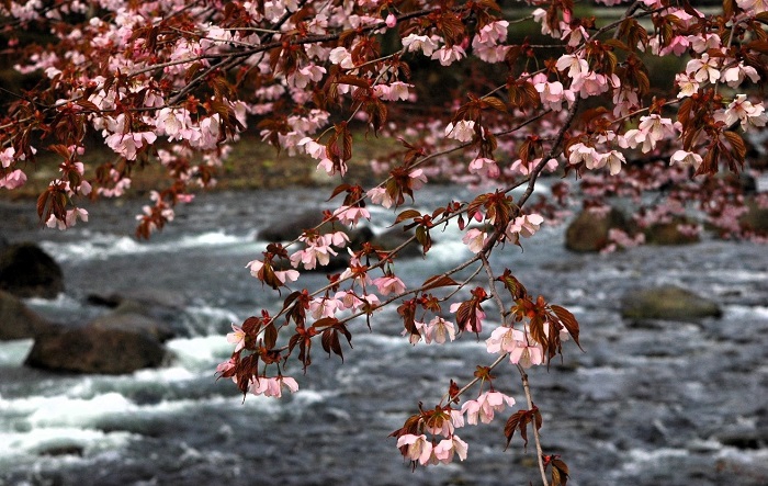 特別豪雪地帯の檜枝岐村。待望の春の桜の季節を迎えて（２０２６年４月２８日）。
