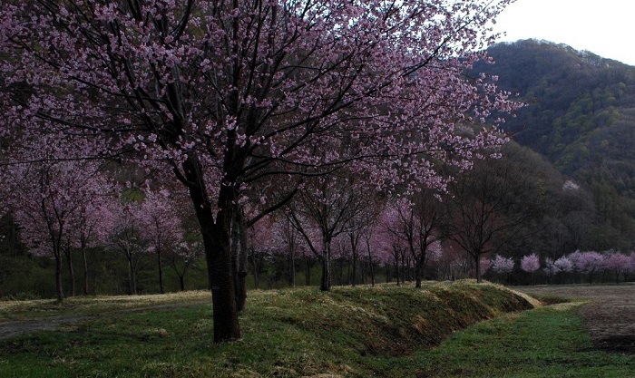 檜枝岐村のそば畑に広がる桜の光景です」（２０２６年４月２８日）。