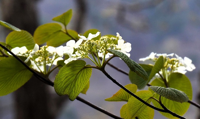 オオカメノキの花々の季節を迎え、春の素晴らしさを感じた日々でした（２０２６年４月２９日）。