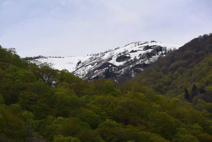 山菜採りの途中で、残雪に光り輝く会津駒ケ岳の春の光景を望んで（２０２６年５月６日）。