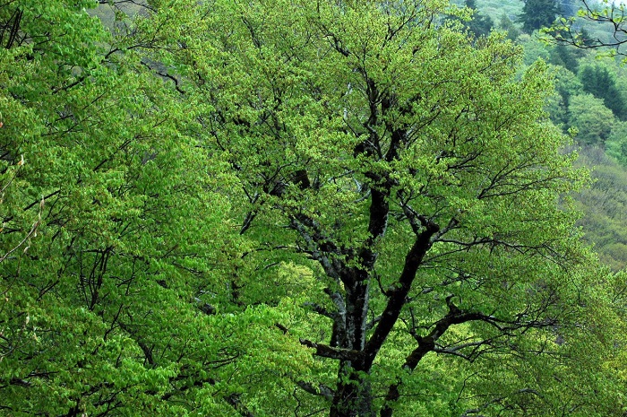 この日の朝の新緑の光景は、本当に鮮やかでした（２０２６年５月９日）。