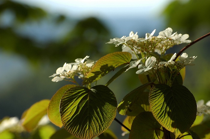 多くの高山植物など、花々にも周期がありますが、今年はオオカメノキの花々が多くの花々を開花させている年であることに、本当に嬉しい日々でした（２０２６年５月１５日）。