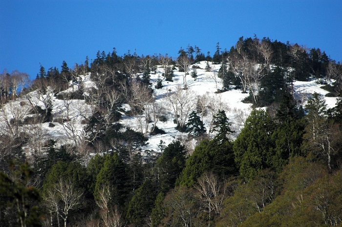 燧ケ岳の広沢田代下でもまだまだ残雪が残る日々でしたが、雪解け水の量はあちこちの湿原の光景を見ても、少ないように感じる日々でした（２０２６年５月１５日）。