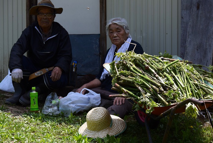 山菜とともに生きて70年は優に超える尾瀬野のおじいさんとおばあさんです(2026年5月20日)。