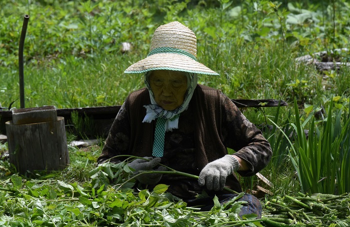 採ってきたばかりの山ウドの選定をする母の姿です(2026年5月24日)。