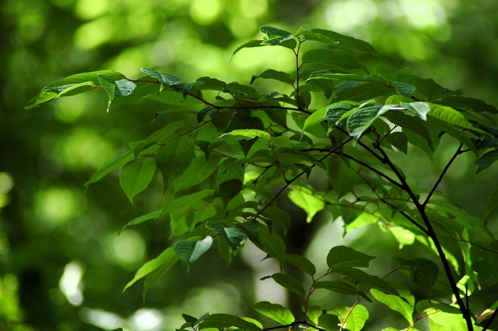 毎年、5月末から6月初旬に花芽を見るアンニンゴです(2026年6月5日)。