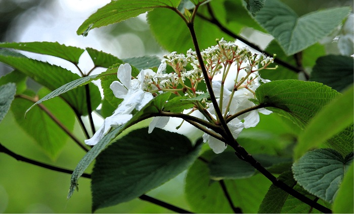 まだオオカメノキの花々が見られた沼山峠でした（２０２６年６月１０日）。