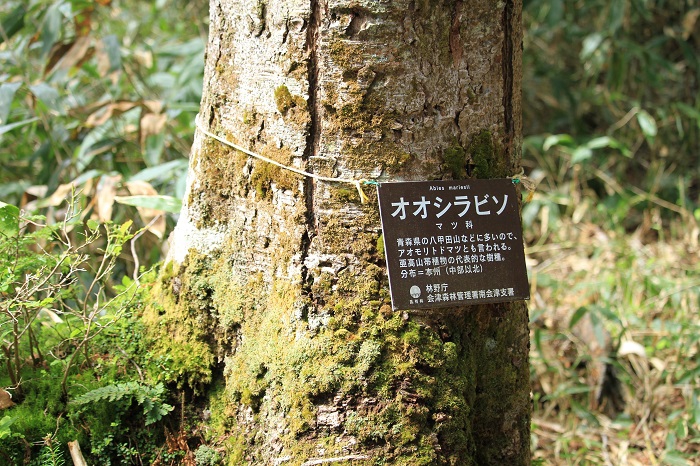沼山峠の針葉樹林帯のほとんどはこのオオシラビソで、この他、コメツガやトウヒなどの針葉樹が見られます（２０２６年６月１０日）。