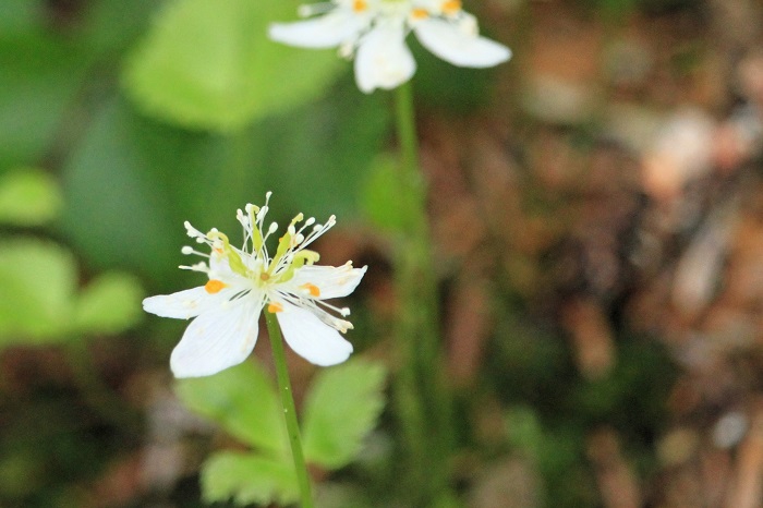 ミツバオウレンの可憐な花々も、木道沿いに数多く見られました（２０２６年６月１０日）。