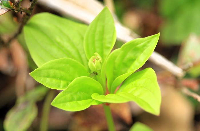 ゴゼンタチバナの花々も始まりの光景が多く見られました（２０２６年６月１０日）。