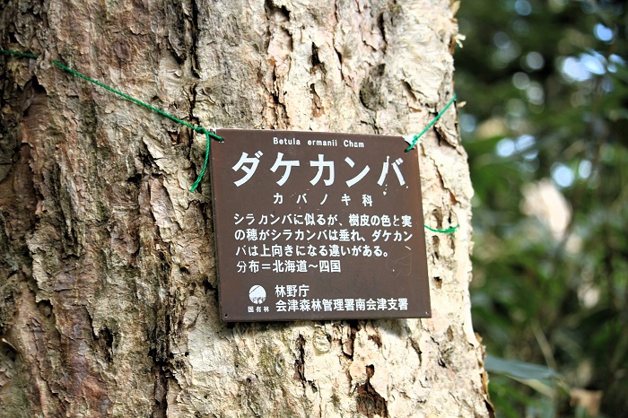ダケカンバは、とても固い樹木です。樹木の芯は赤みを帯びていて、とても綺麗な木肌が見られます（２０２６年６月１０日）。