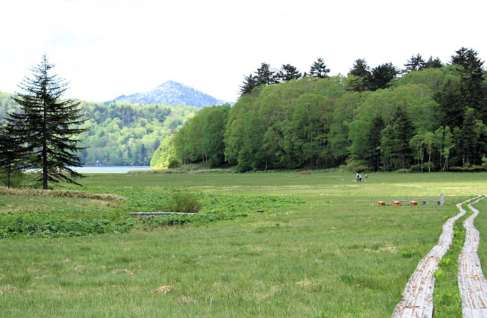 少し大江湿原を歩くと遠くに休憩用のベンチが見えてきます。ダケカンバの新緑がとても鮮やかで、さわやかな大江湿原の光景でした（２０２６年６月１０日）。
