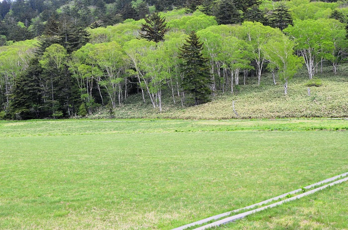 尾瀬沼北岸の入口より、新緑に染まるダケカンバと大江湿原の光景を望んで（２０２６年６月１０日）。