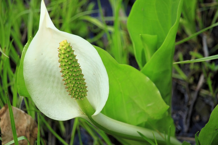 ほぼ終わりを迎えた水芭蕉でしたが、わずかに水芭蕉の姿が見られました（２０２６年６月１０日）。