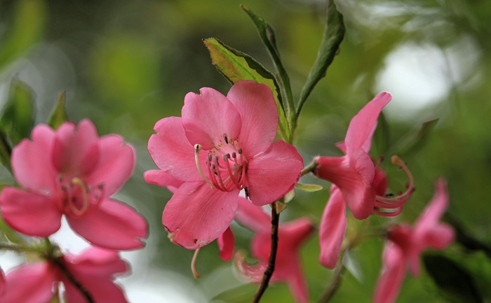 多くの美しいムラサキヤシオツツジを望みながら歩く光景は、まさに花の楽園・尾瀬の光景に見えました（２０２６年６月１０日）。