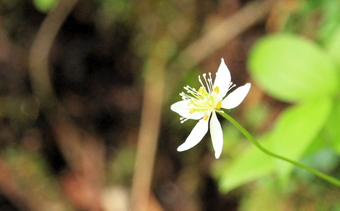 ミツバオウレンも少しですが見られ、花々に彩られる春の尾瀬沼の光景を見ることができました（２０２６年６月１０日）。