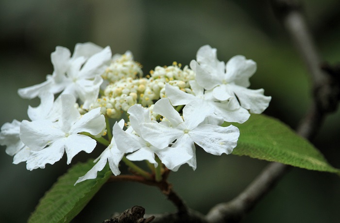 この日はまだ残っていたオオカメノキの花々に出会いました(2026年6月10日)。