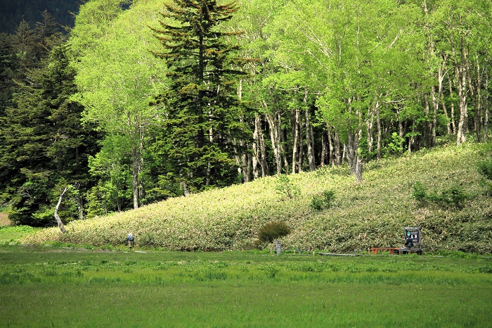 西日に照らされた尾瀬沼のダケカンバの新緑の輝きは心洗われる美しい光景でした(2026年6月10日)。