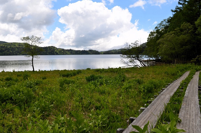 春には可憐な水芭蕉の群落広がる場所です。ここの木道や船着き場から望む尾瀬沼の光景は思い出いっぱいの場所です。特に若い時には、昼から月夜や星空の夜まで思い出に残る場所です(2026年6月10日)。