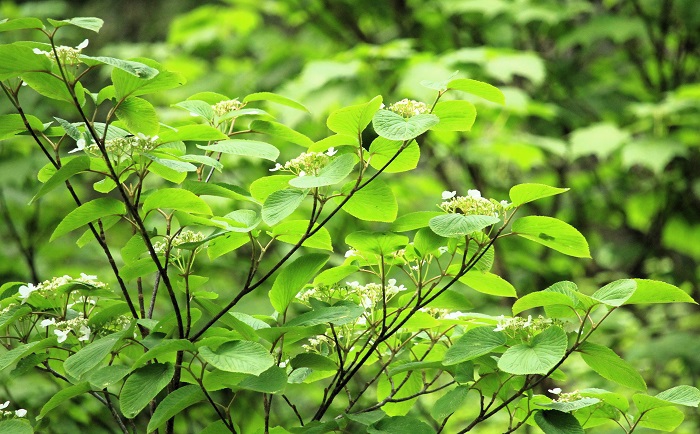 沼山峠の針葉樹林帯の中のオオカメノキの花々が鮮やかで、汗をかいた峠の上りの後の下りでの出会いは爽やかな光景でした(2026年6月10日)。