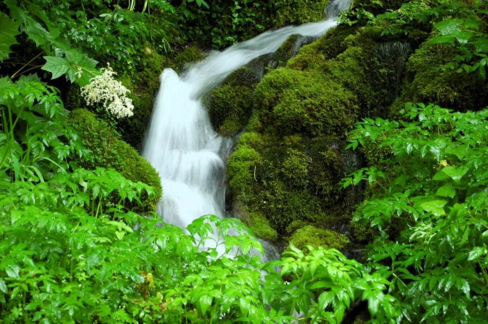 日々通るブナ坂の清水も夏の光景が鮮やかに見られていて、涼しさは何時も素晴らしいものでした（２０２６年６月２６日）。