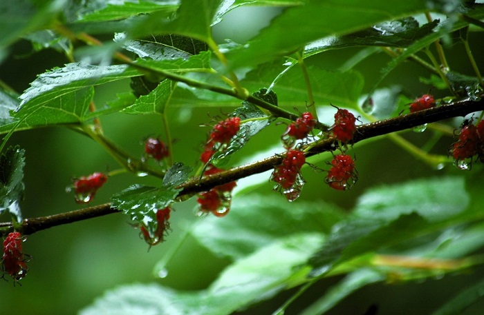 幼少の頃よく食べた桑の実が、雨上がりの中で光り輝いていた姿が梅雨の季節の一つの光景として、美しい輝きでした（２０２６年６月２６日）。