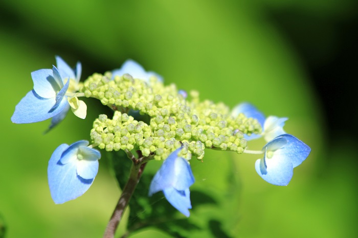 ７月初旬に、山アジサイの可憐な花々の姿が見られた光景は、本当に嬉しい夏の季節への始まりの光景でした（２０２６年７月５日）。