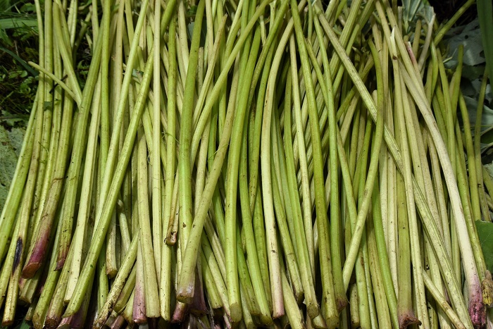 この日、フキ採りをして茹でて塩漬けにするまでの作業が続きました。新鮮なフキは茹でて皮をむいてそのまま様々なフキ料理として、お客様に提供する季節でもあります（２０２６年７月５日）。