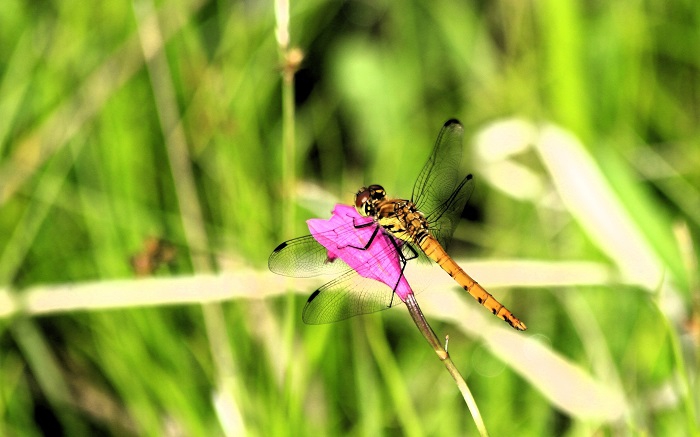 夏の花（高山植物）として湿原でよく見られる、サワランに止まるトンボの光景です（２０２６年７月５日）。